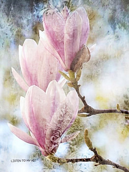 Magnificent Magnolia