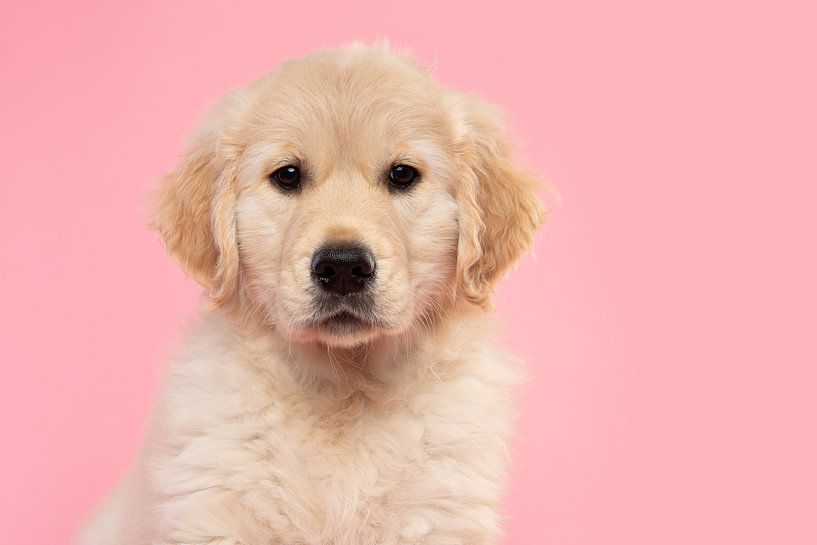 Portet de chiot golden retriever sur fond rose par Elles Rijsdijk