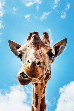 Giraffe van Walljar