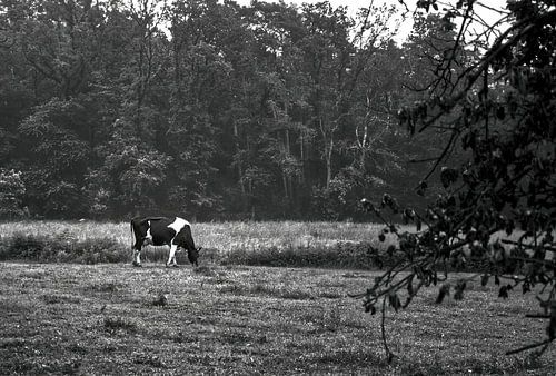 Grazing cow