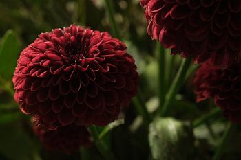 Dahlia puissant Pompon