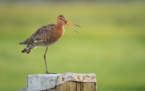 Black-tailed godwit in the Arkemheen polder