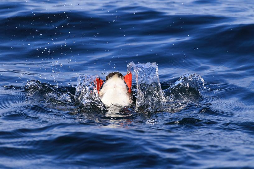 Macareux moine ou macareux moine, Fratercula arctica,Round, Norw par Frank Fichtmüller