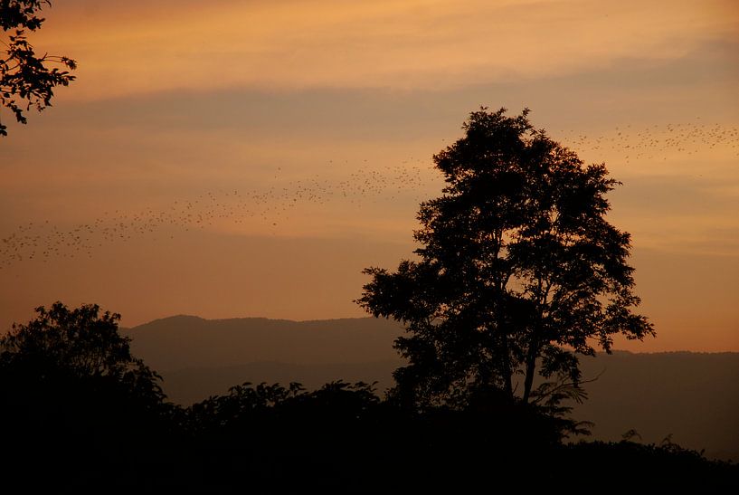 Vleermuizen bij zonsondergang van MM Imageworks