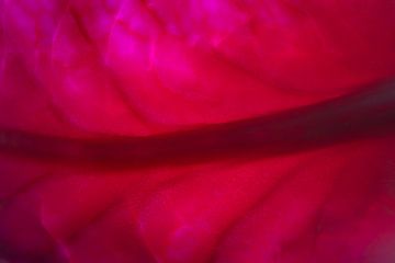 Close up macro van een blad rode kool 