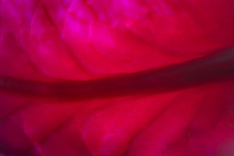 Red cabbage leaf close up by Sjoerd van der Wal Photography