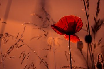 Poppy with backlight by Jaco Verheul
