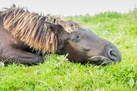 Paarden| Slapend konikpaard Oostvaardersplassen van Servan Ott thumbnail