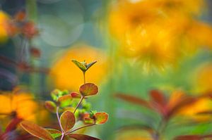 Wolfsmelk euphorbia