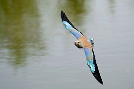 Charognard sur Jan van Vreede