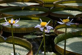 Nymphaea gigantea is a species of aquatic perennial herbaceous plant native to  by W J Kok