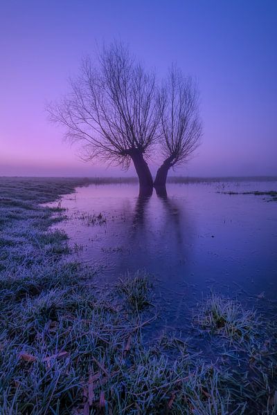 Dancing trees in the winter morning light by Moetwil en van Dijk - Fotografie