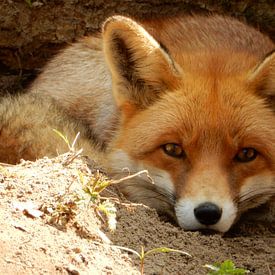 closeup of a fox lying in the shade and in the sand by Joke te Grotenhuis