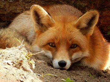close-up van een vos van Joke te Grotenhuis