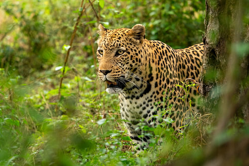 African Leopard Emerging from Dense Green Bush