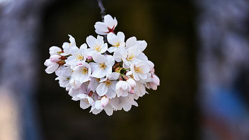 Spring amidst cherry blossoms and brick architecture