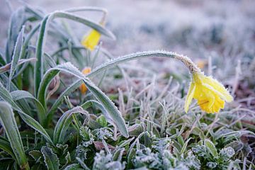 Frozen daffodil sur Dirk van Egmond