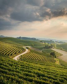 Une route sinueuse à travers les vignobles des Langhe, près de Barbaresco sur Stefano Orazzini