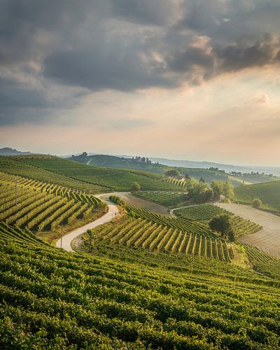 Een kronkelende weg door de wijngaarden van de Langhe bij Barbaresco