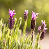 Paarse Lavendel in het groen sur Nicole Nagtegaal