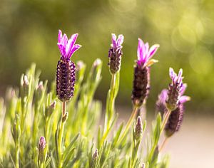 Paarse Lavendel in het groen