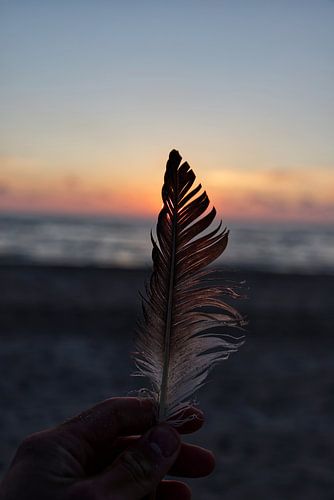 die Feder am Strand