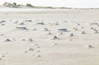 Shells hold their own on Dutch beach 1