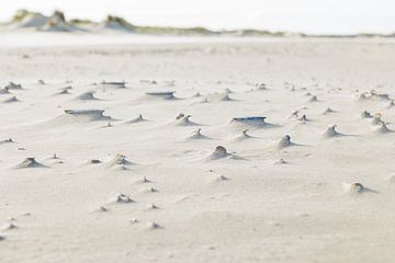 Schelpen houden stand op het Nederlandse strand 1 van Luuk Kuijpers
