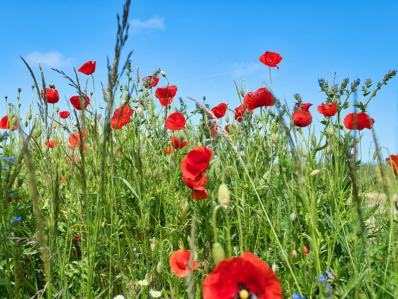 Poppy with red petals by Martin Köbsch