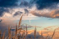 Schilfrohrfahnen in den Wolken