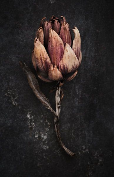 dried artichoke by Karel Ham