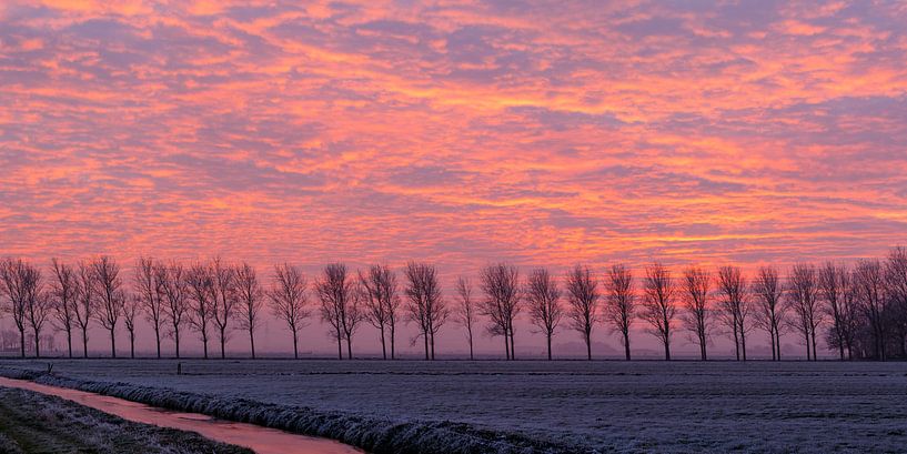 Een bomenrij in zonsondergang von Menno Schaefer