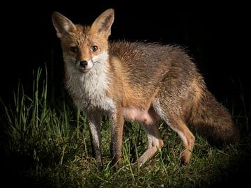 Fox on the hunt. van Guido Rooseleer