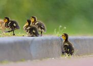 Baby-Enten auf Bordsteinkante von Remco Van Daalen Miniaturansicht