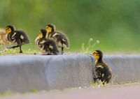 Baby eendjes op stoeprand