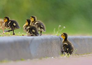 Baby-Enten auf Bordsteinkante