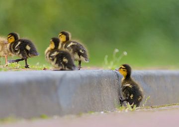 Baby-Enten auf Bordsteinkante