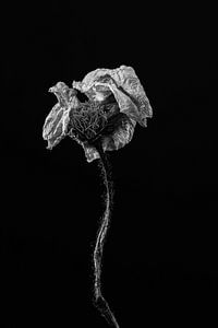 Belle fleur séchée comme nature morte en noir et blanc