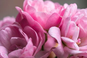 L'amour des fleurs sur Jolanda de Jong-Jansen