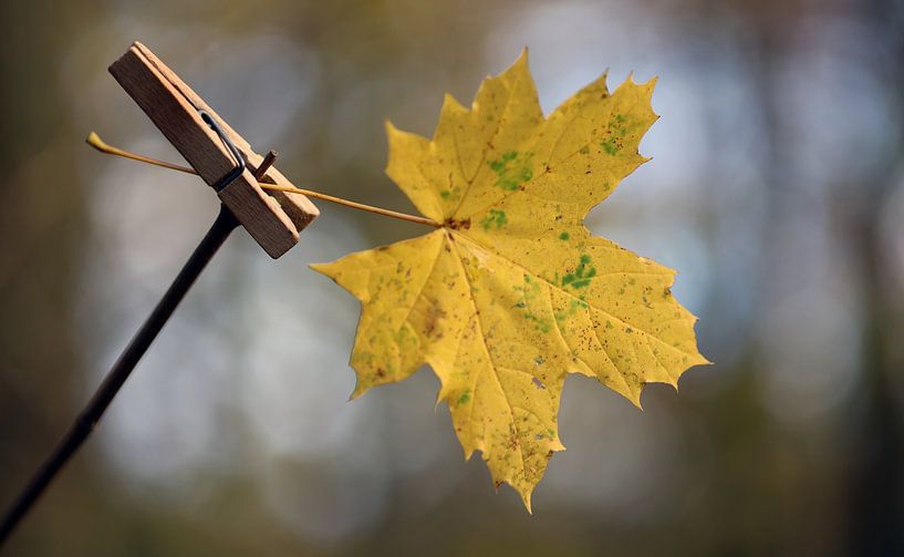 Don&#039;t leaf by Suzanne Kooiman