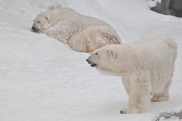 Twee ijsberen - mannetjes en vrouwtjes die imposant op de sneeuw liggen.