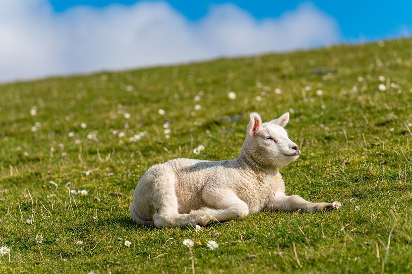 Texel lamb enjoying the sun by Texel360Fotografie Richard Heerschap