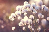 Paardenbloemen - Dandelions -  Pusteblumen