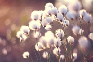 Paardenbloemen - Dandelions -  Pusteblumen von Julia Delgado