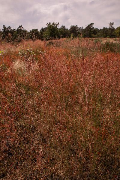 Red Heath Loonse and Drunense Dunes by Deborah de Meijer