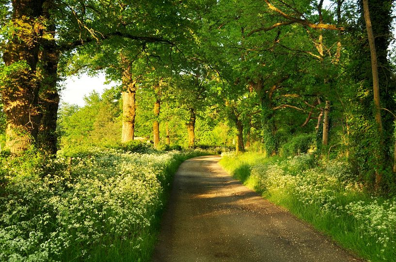 Landweg met Fluitenkruid in bloei van Corinne Welp