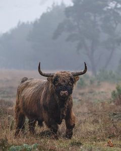 Schottischer Highlander-Stier