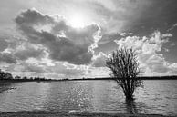 Biesbosch in zwart-wit van Damien Franscoise thumbnail