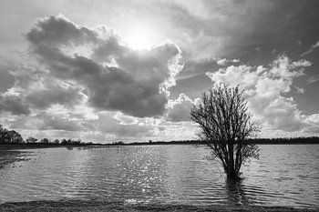 Biesbosch in zwart-wit