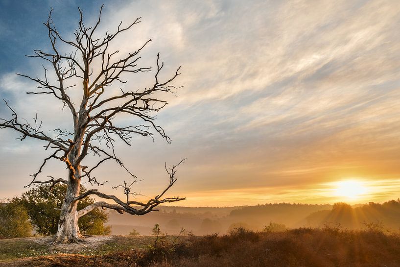 toter Baum auf der Posbank von Jeroen Mondria